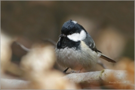 <p>SÝKORA UHELNÍČEK (Periparus ater) /Coal tit - Tannenmeise/</p>